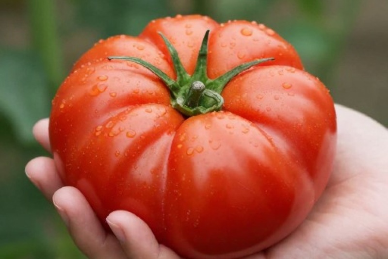 Фото Путешествие со вкусом. Италия. Помидоры без кожицы №15